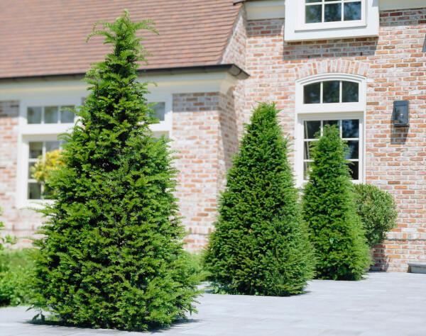 planting thuja Emerald Green (Thuja Tree) [3 PACK] 1 Gallon (1'+ tall)