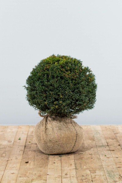 Eiben / Eibe Kugel Taxus Baccata Kugelform 30-40 cm
