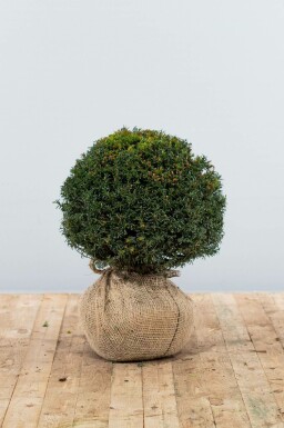 Eiben Taxus baccata Kugel 30-40 Ballen Eiben / Eibe Kugel Taxus Baccata Kugelform 30-40 cm