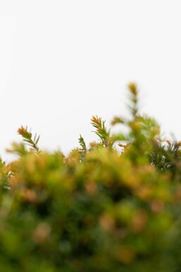 Eiben / Eibe Kugel Taxus Baccata Kugelform 30-40 cm