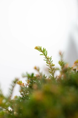 Eiben / Eibe Kugel Taxus Baccata Kugelform 30-40 cm