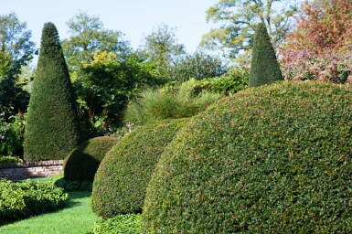 Eiben / Eibe Kugel Taxus Baccata Kugelform 30-40 cm