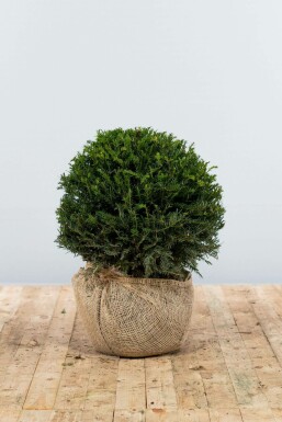 Eiben Taxus baccata Kugel 40-50 Ballen Eiben / Eibe Kugel Taxus Baccata Kugelform 40-50 cm