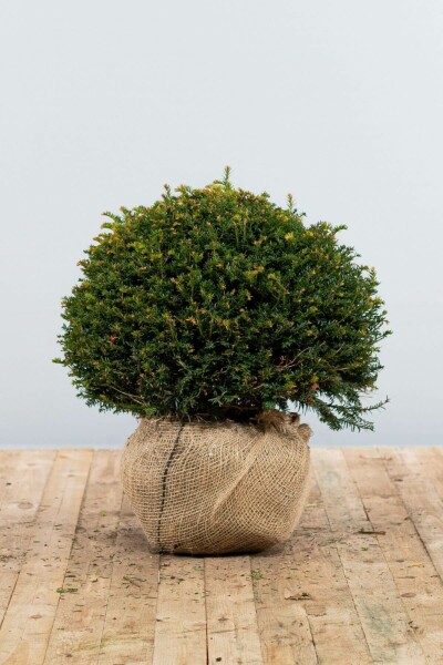 Eiben / Eibe Kugel Taxus Baccata Kugelform 50-60 cm