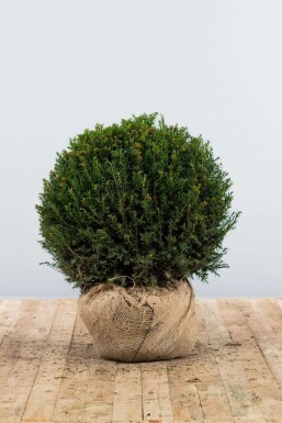 Eiben Taxus baccata Kugel 60-70 Ballen Eiben / Eibe Kugel Taxus Baccata Kugelform 60-70 cm