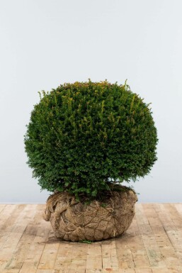 Eiben Taxus baccata Kugel 70-80 Ballen Eiben / Eibe Kugel Taxus Baccata Kugelform 70-80 cm