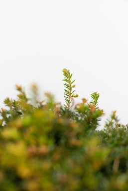 Eiben Taxus baccata Kugel 70-80 Ballen