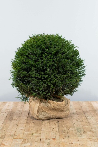 Eiben / Eibe Kugel Taxus Baccata Kugelform 80-90 cm