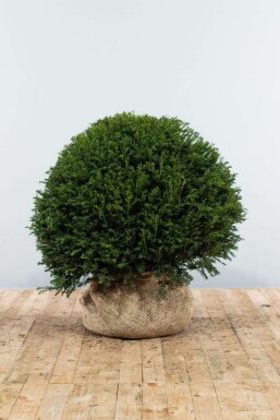Eiben Taxus baccata Kugel 90-100 Ballen Eiben / Eibe Kugel Taxus Baccata Kugelform 90-100 cm
