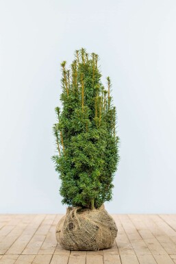 Eiben Taxus baccata David Hecke 60-80 Ballen Eiben / Taxus Baccata David 60-80 cm