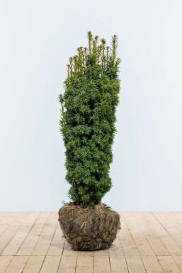 Eiben Taxus baccata David Hecke 80-100 Ballen Eiben / Taxus Baccata David 80-100 cm