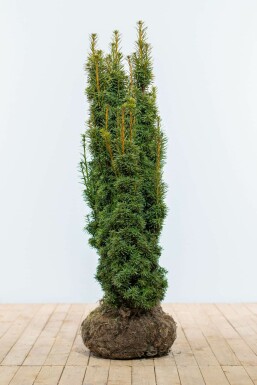 Eiben Taxus baccata David Hecke 100-120 Ballen