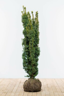 Eiben Taxus baccata David Hecke 120-140 Ballen Eiben / Taxus Baccata David 120-140 cm