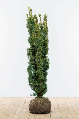 Eiben Taxus baccata David Hecke 120-140 Ballen