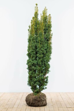 Eiben Taxus baccata David Hecke 160-180 Ballen