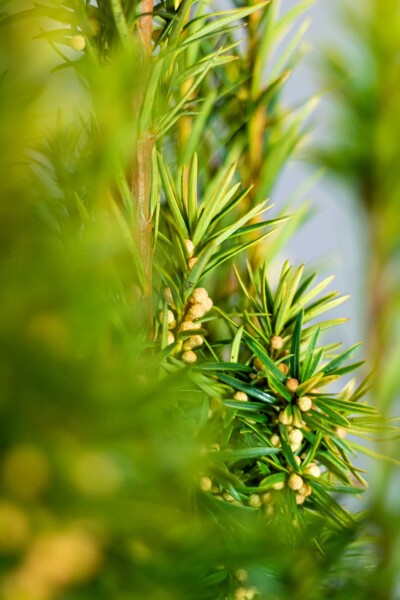 Eiben / Taxus Baccata David 160-180 cm