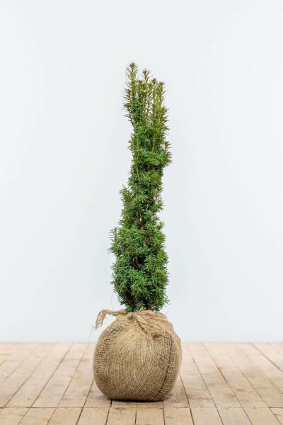 Eiben / Gelbe Säuleneibe Taxus Baccata Fastigiata Aurea 60-80 cm