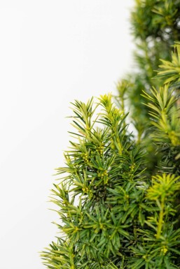 Gelbe Säuleneibe Taxus baccata fastigiata Aurea Hecke 80-100 Ballen