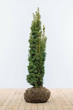 Gelbe Säuleneibe Taxus baccata fastigiata Aurea Hecke 100-120 Ballen