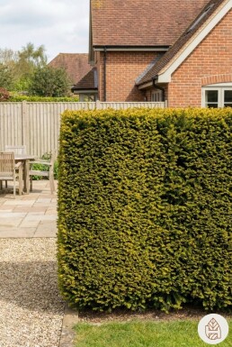 Eiben / Gelbe Säuleneibe Taxus Baccata Fastigiata Aurea 100-120 cm