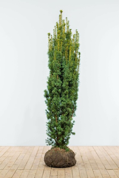 Eiben / Gelbe Säuleneibe Taxus Baccata Fastigiata Aurea 160-180 cm