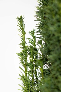 Schmale Säuleneibe Taxus baccata fastigiata Robusta Hecke 100-120 Ballen