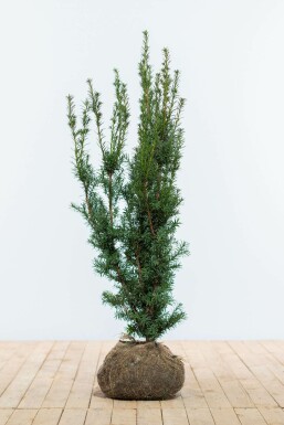 Eiben Taxus Media Hicksii Hecke 100-120 Ballen Eiben / Taxus Media Hicksii 100-120 cm