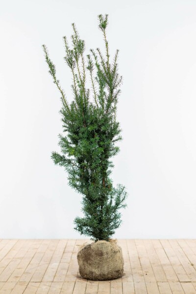 Eiben / Taxus Media Hicksii 120-140 cm