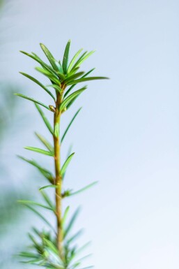 Eiben / Taxus Media Hicksii 120-140 cm