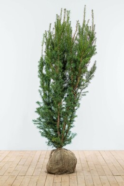 Eiben Taxus Media Hicksii Hecke 140-160 Ballen Eiben / Taxus Media Hicksii 140-160 cm