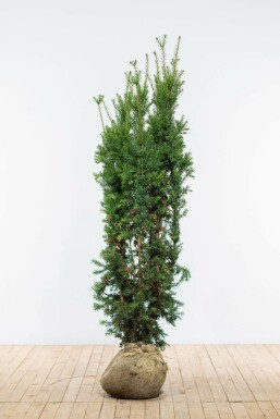 Eiben Taxus Media Hicksii Hecke 180-200 Ballen Eiben / Taxus Media Hicksii 180-200 cm