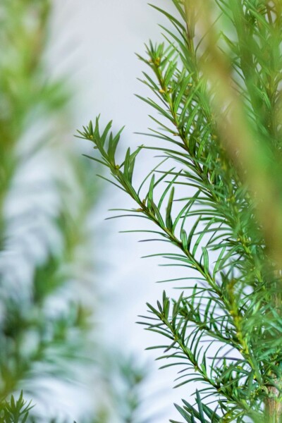 Eiben / Taxus Media Hicksii 180-200 cm