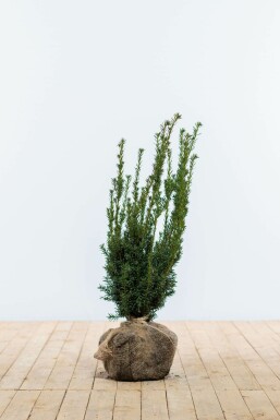 Eiben Taxus Media Hilli Hecke 60-80 Ballen Eiben / Taxus Media Hillii 60-80 cm