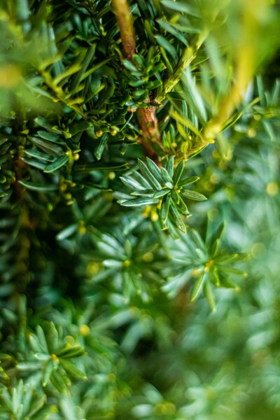 Eiben Taxus Media Hilli Hecke 60-80 Ballen Eiben / Taxus Media Hillii 60-80 cm