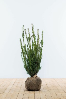 Eiben / Taxus Media Hillii