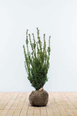 Eiben Taxus Media Hilli Hecke 80-100 Ballen Eiben / Taxus Media Hillii 80-100 cm