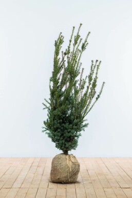 Eiben / Taxus Media Hillii