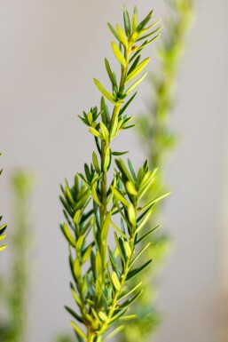 Eiben / Taxus Media Hillii 100-120 cm