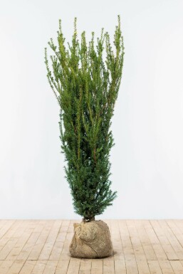 Eiben Taxus Media Hilli Hecke 140-160 Ballen Eiben / Taxus Media Hillii 140-160 cm