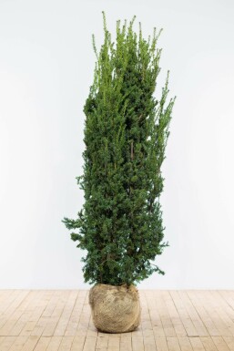 Eiben Taxus Media Hilli Hecke 160-180 Ballen Eiben / Taxus Media Hillii 160-180 cm