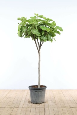 Feigenbaum Ficus Carica Auf Stamm 10-15 80-100 Topf