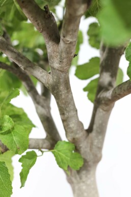 Feigenbaum Ficus Carica Auf Stamm 10-15 80-100 Topf