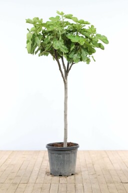 Feigenbaum Ficus Carica Auf Stamm 15-20 150-175 Topf Feigenbaum / Ficus Carica auf Stamm 150-175 cm