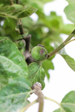 Feigenbaum Ficus Carica Auf Stamm 15-20 150-175 Topf Feigenbaum / Ficus Carica auf Stamm 150-175 cm
