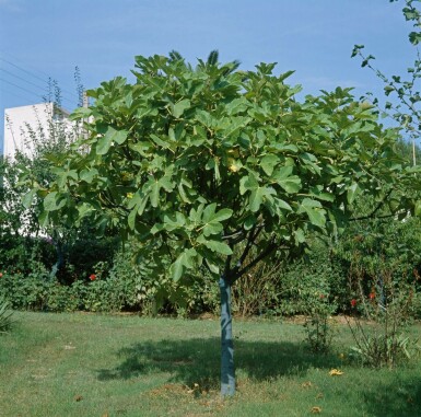 Feigenbaum Ficus Carica Auf Stamm 20-30 175-200 Topf