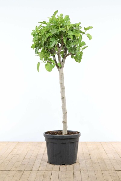 Feigenbaum Ficus Carica Auf Stamm 30-40 175-200 Topf Feigenbaum / Ficus Carica auf Stamm 175-200 cm