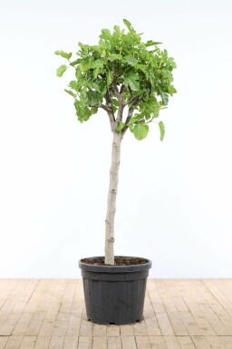 Feigenbaum Ficus Carica Auf Stamm 50-60 175-200 Topf Feigenbaum / Ficus Carica auf Stamm 175-200 cm