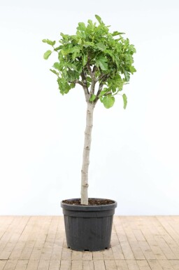 Feigenbaum Ficus Carica Auf Stamm 50-60 175-200 Topf