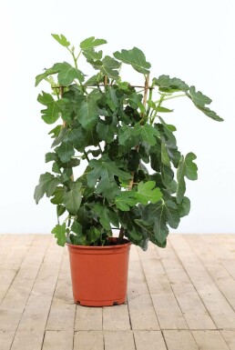 Feigenbaum Ficus Carica Gitter 100-120 Topf Feigenbaum / Ficus Carica Rankhilfe 100-120 cm