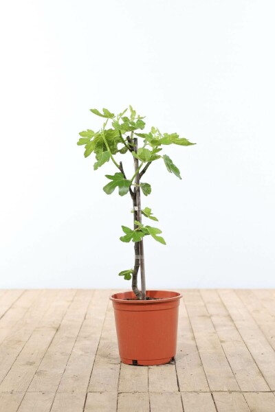 Feigenbaum Ficus Carica Gestäbt 40-60 Topf Feigenbaum / Ficus Carica Stock 40-60 cm